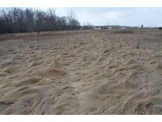 Property photo 23 - 127 Acres Offered in 8 Tracts - Allen & Dekalb County Land